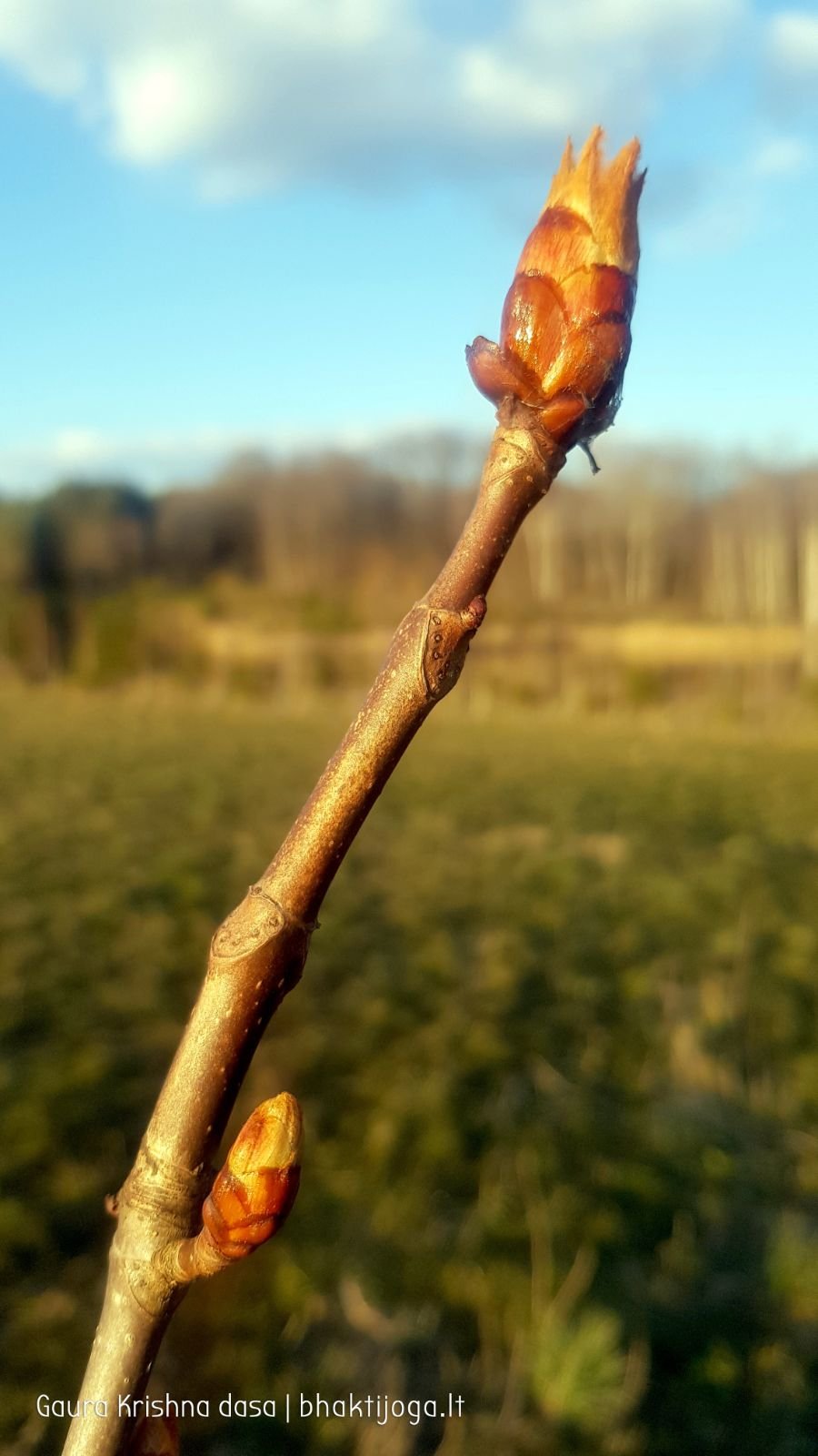 15 pavasari ismintinga gamta stiebiasi maksimaliai i virsu sakalu  kaimas 2020 04 19